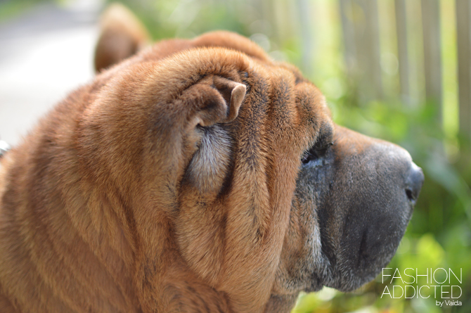 Shar-Pei-02