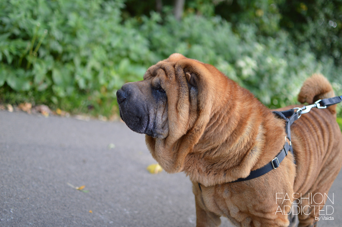 Shar-Pei-03