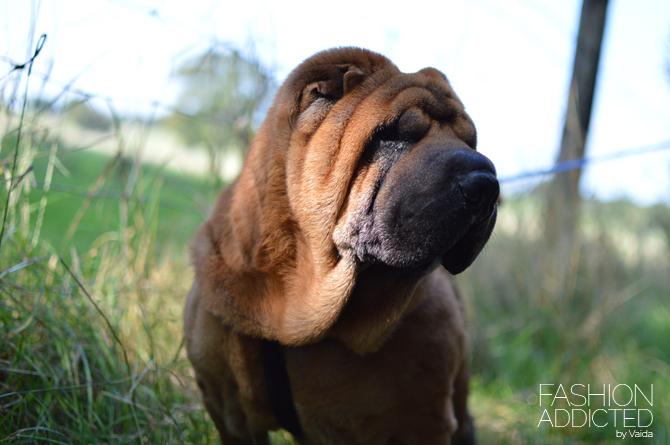 Shar-Pei-04