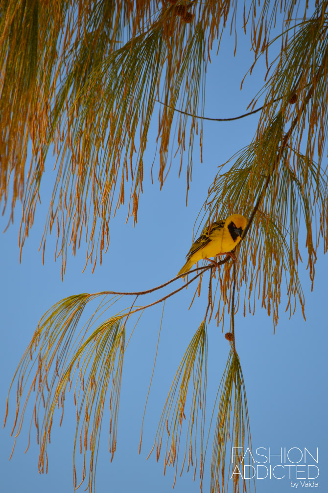 Mauritius Ile Aux Cerfs