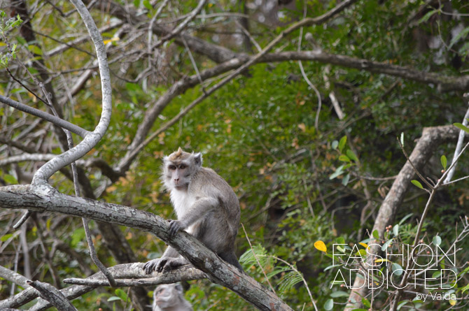 Mauritius Monkeys