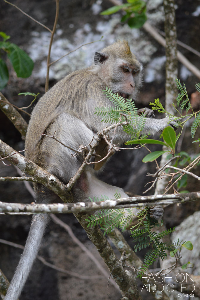 Mauritius Monkeys