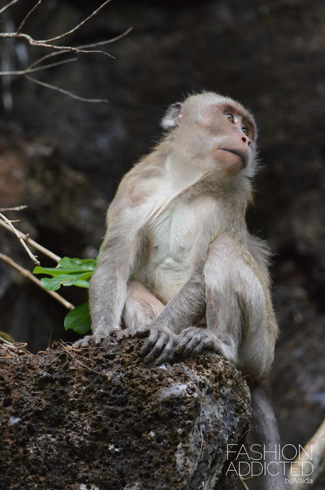 Mauritius Monkeys