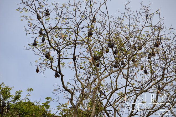 Mauritius Bats