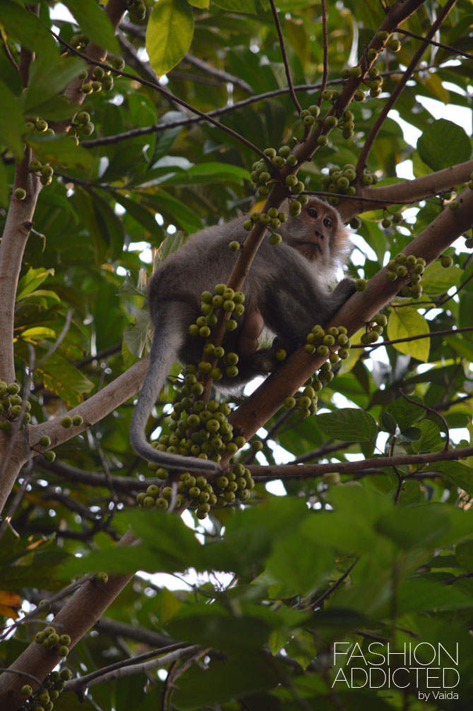 thailand-monkey